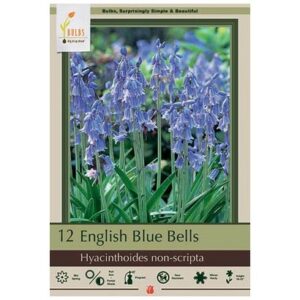 Hyacinthoides – Non Scripta – 12 Bulb Pack