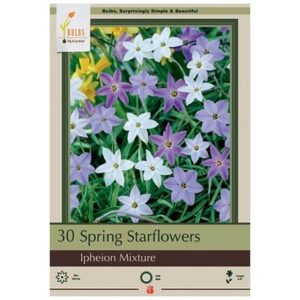 Ipheion Uniflorum Mix – 30 Bulb Pack