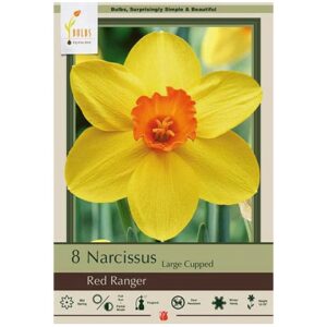 Narcissus Large Cupped – Red Ranger – 8 Bulb Pack