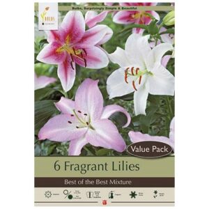 Lilium Oriental Mix – 5 Value Pack