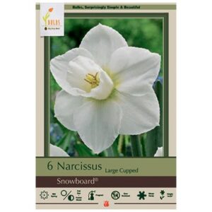 Narcissus Large Cupped – Snowboard – 7 Bulb Pack