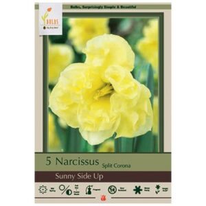 Narcissus Split Corona – Sunny Side Up – 5 Bulb Pack