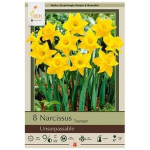 Narcissus Trumpet – Unsurpassable – 8 Bulb Pack