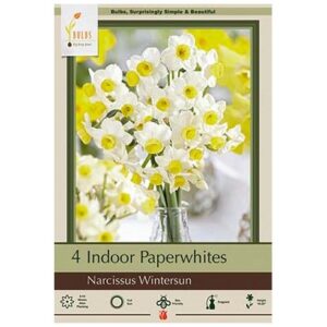 Paperwhite – Wintersun – 4 Bulb Pack