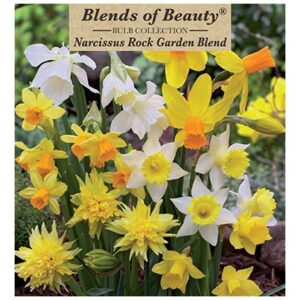 Narcissus – Rockgarden Blend – 15 Bulb Pack