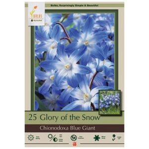 Chionodoxa Forbesii – Blue Giant – 25 Bulb Pack