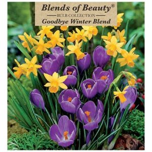 Goodbye Winter Blend – 20 Bulb Pack