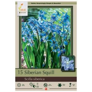 Scilla Siberica – Siberian Squill – 15 Bulb Pack