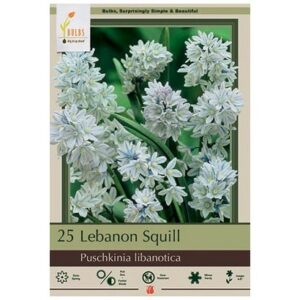 Puschkinia Libanotica – 25 Bulb Pack