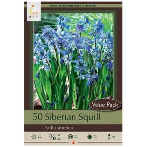 Scilla Siberica – Siberian Squill – 40 Bulb Value Pack