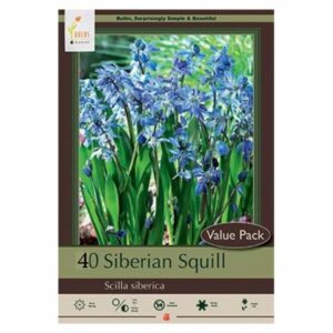 Scilla Siberica – Siberian Squill – 40 Bulb Value Pack