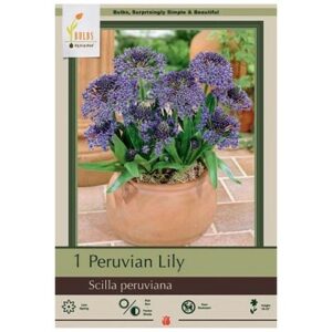 Scilla Peruviana – 1 Bulb Pack