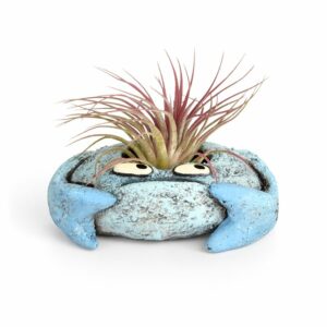 Crab Planter