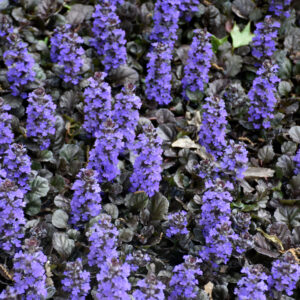 Ajuga Reptans (Bugleweed) – Black Scallop – #1 Container