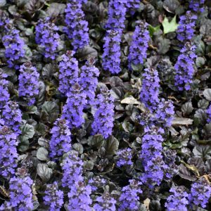 Ajuga Reptans (Bugleweed) – Black Scallop – #1 Container