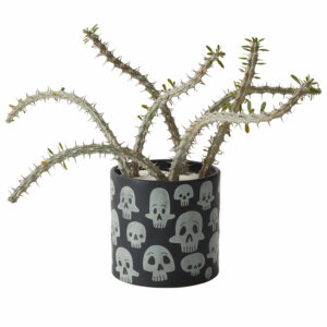 Skull Plant Pot – 5.25″