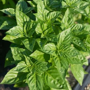 Basil – DMR Obsession – 4″ Pot