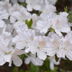 Azalea – Delaware Valley White – #3 Container