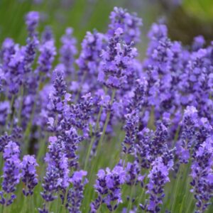 Lavandula Angustifolia – Hidcote – #1 Container