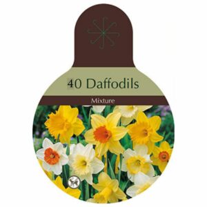 Narcissus Large Cupped Mix – 40 Bulb Value Pack