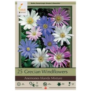 Grecian Windflowers – Anemone Blanda Mix – 25 Bulb Pack