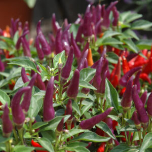 Ornamental Pepper – Sangria – 4.5″ Pot