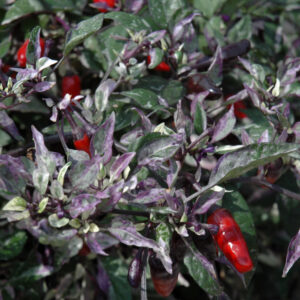 Ornamental Pepper – Calico – 4.5″ Pot