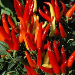 Ornamental Pepper – Chilly Chili – 4.5″ Pot