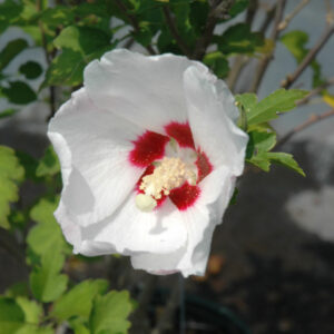 Rose of Sharon – Red Heart – #3 Container