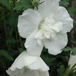 Rose of Sharon – White Chiffon – #3 Container