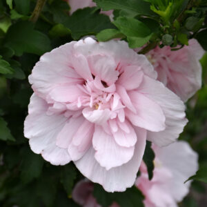 Rose of Sharon – Pink Chiffon – #3 Container