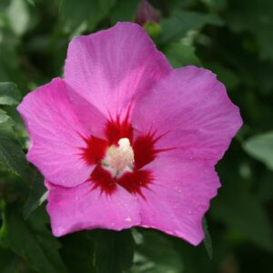 Rose of Sharon – Lil’ Kim Violet – #3 Container