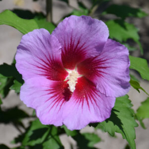 Rose of Sharon – Purple Pillar – #3 Container