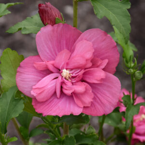 Rose of Sharon – Magenta Chiffon – #3 Container