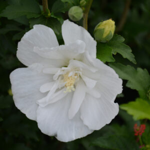 Rose of Sharon – White Pillar – #3 Container