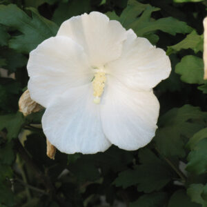 Rose of Sharon – Diana – #3 Container