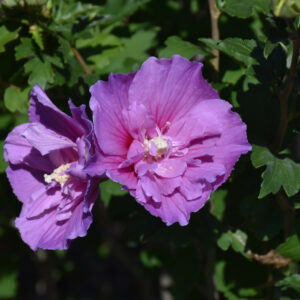 Rose of Sharon – Dark Lavender Chiffon – #3 Container