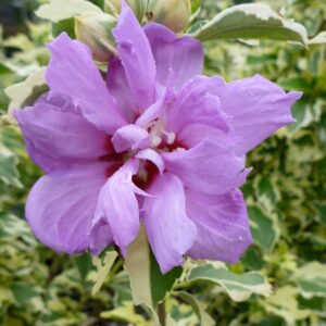 Rose of Sharon – Showtime – #3 Container