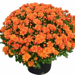 Chrysanthemum – Pumpkin Pie – 10″ Patio Pot