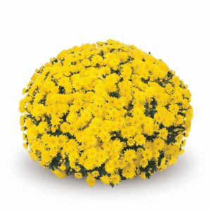 Chrysanthemum – Padre Yellow – 8″ Pot