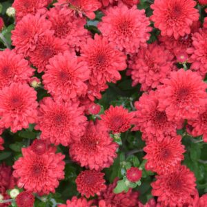 Chrysanthemum – Red Ryder – 10″ Patio Pot