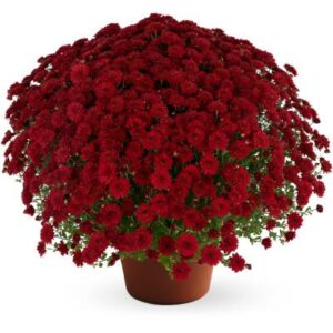 Chrysanthemum – Josephine Red – 4.5″ Pot