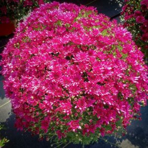 Chrysanthemum – Prism Purple – 8″ Pot