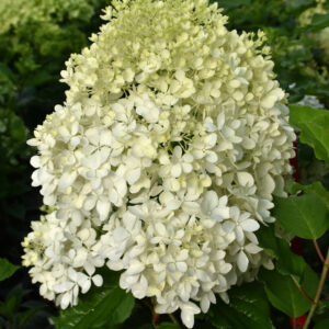 Hydrangea – Puffer Fish – #3 Container