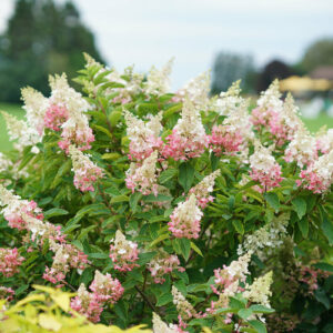 Hydrangea – Pinky Winky – #3 Container