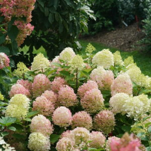 Hydrangea – Fire Light Tidbit – #3 Container