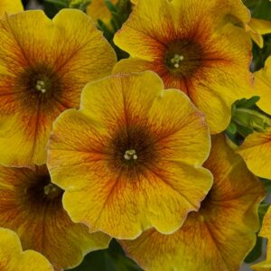 Petchoa SuperCal Premium – Caramel Yellow – 4.5″ Pot