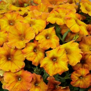 Petchoa SuperCal Premium – Sunset Orange – 4.5″ Pot