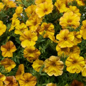 Petchoa SuperCal Premium – Yellow Sun – 4.5″ Pot