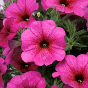 Petchoa SuperCal Premium – Purple Dawn – 4.5″ Pot